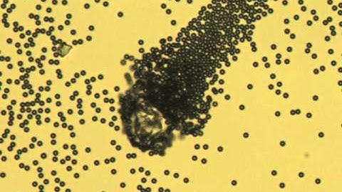 Curriculum vitae of a micro-swimmer