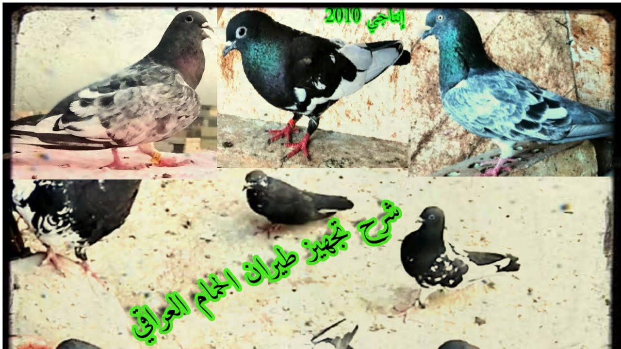 افضل طريقة طيران الحمام العراقي تابع راح تستفاد من الشرح معلومه جداً مهمه