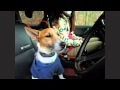わたし、犬、いぬ  小鉄version