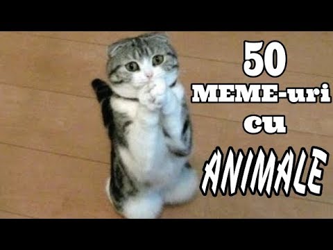 Cele Mai Amuzante Meme Uri Cu Animale Youtube