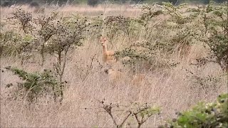 Impala Runs Right Into A Lion Ambush