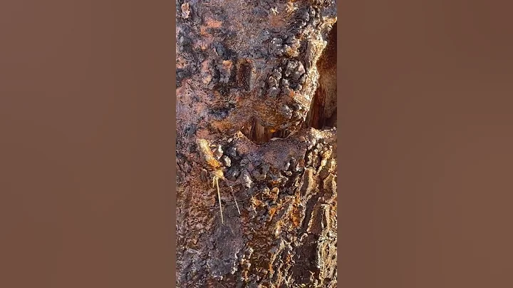 Death of a saguaro