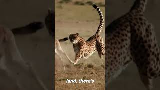 "Speed Demon: Watch the Cheetah’s Epic Hunt!" 🐆💨