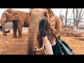 Elephant Nature Park = A Sanctuary for Rescued Elephants