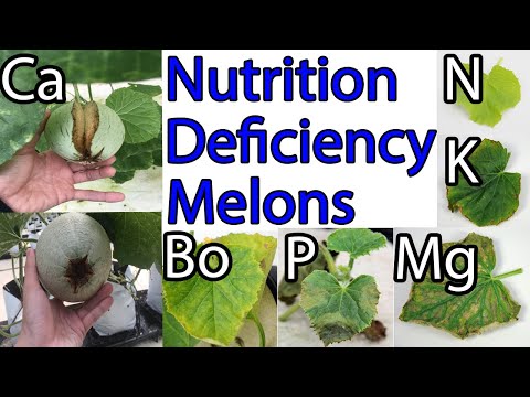 Video: Ovocie žltého melónu – čo robiť, aby melóny zožltli