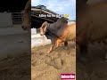 cow 2026 heavy bull in today #cow #bull #techshorts #strongbull #animals #bullrace #bullsemen