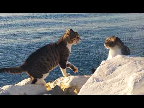 Cats Fight 😼 Meow - Cats Very Loudly 😼HD 1080p 😼 İnanılmaz Kedi Kavgası