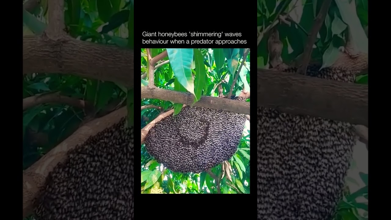 Giant Honeybees form shimmering waves in order to deter bee predators such as hornets. 