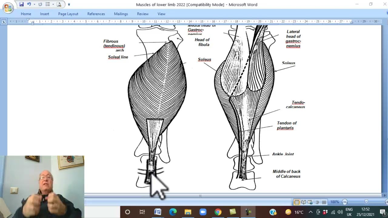 Модуль «Опорно-двигательный аппарат», Анатомия нижней конечности на арабском языке 15 (Поверхност...