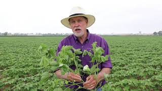 Estimating Cotton Yield Potential