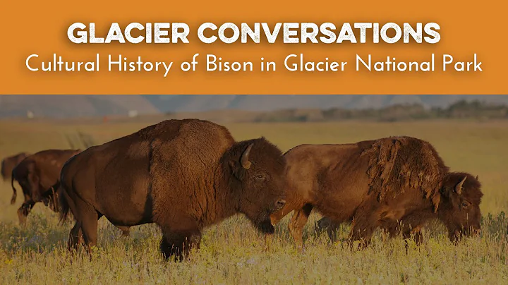 Glacier Conversations - Cultural History of Bison ...