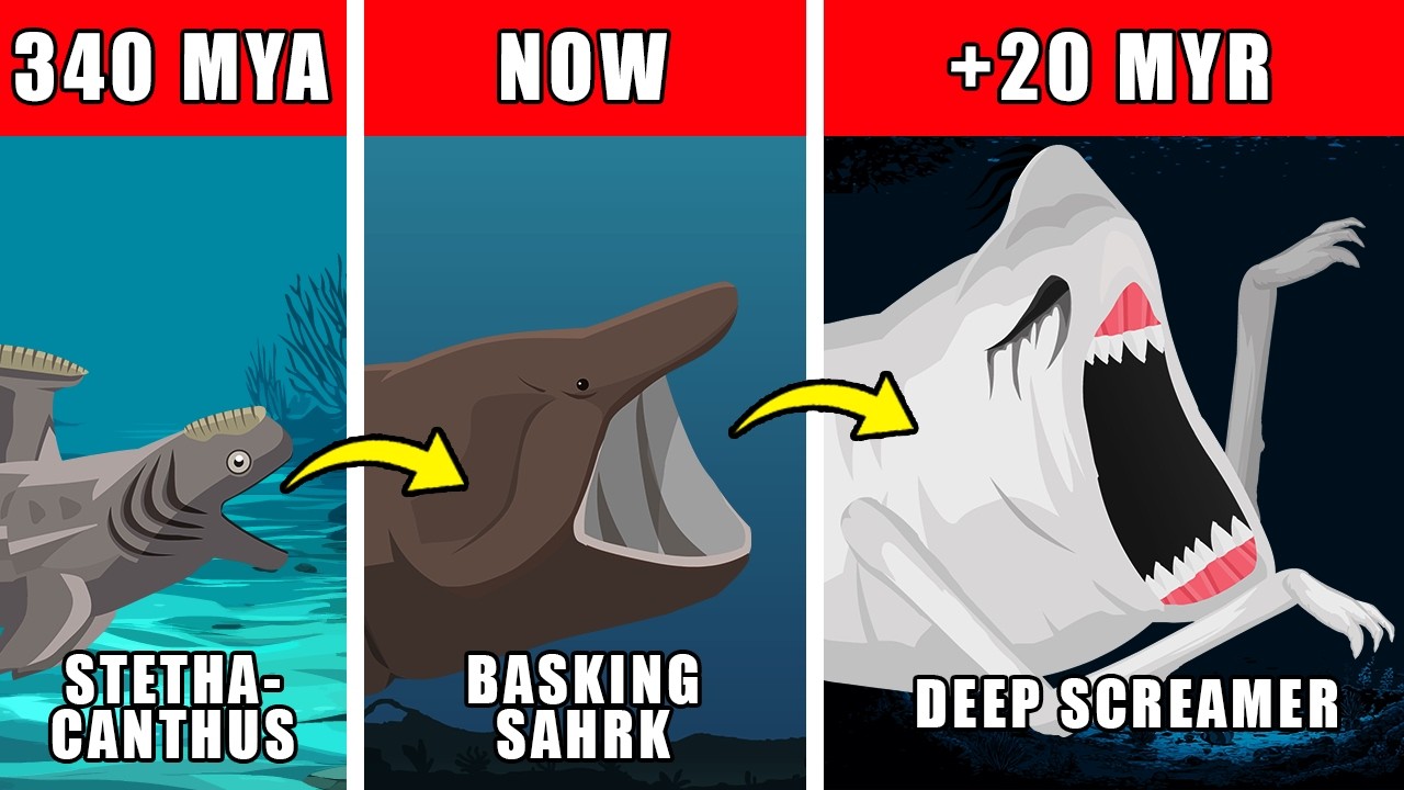 Deep Screamer Origin Evolution: How Deep Screamer Could Have Evolved ...