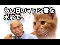 【透明水彩】光と影で描く、愛猫マロンくんの子猫時代