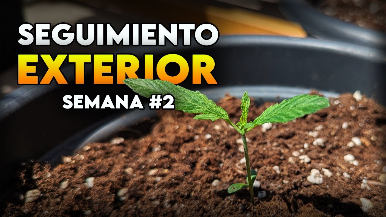 Seguimiento de autoflorecientes en exterior | Semana 2 – Plantas espigadas y calor
