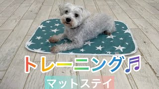 #犬のしつけ#クリッカートレーニング#マットステイに挑戦‼️