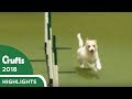 Olly returns to crufts jack russell goes crazy again at crufts 2018