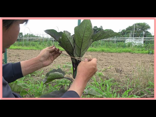 Fertilizer-free cultivation] Vertically propelled eggplants