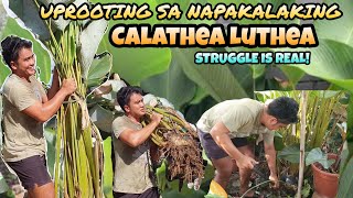 Download Lagu UPROOTING SA NAPAKALAKING CALATHEA LUTHEA | STRUGGLE IS REAL😂 | MARK LASACA MP3