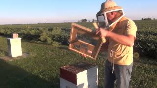 Beekeeping : How To Feed Honey Bees