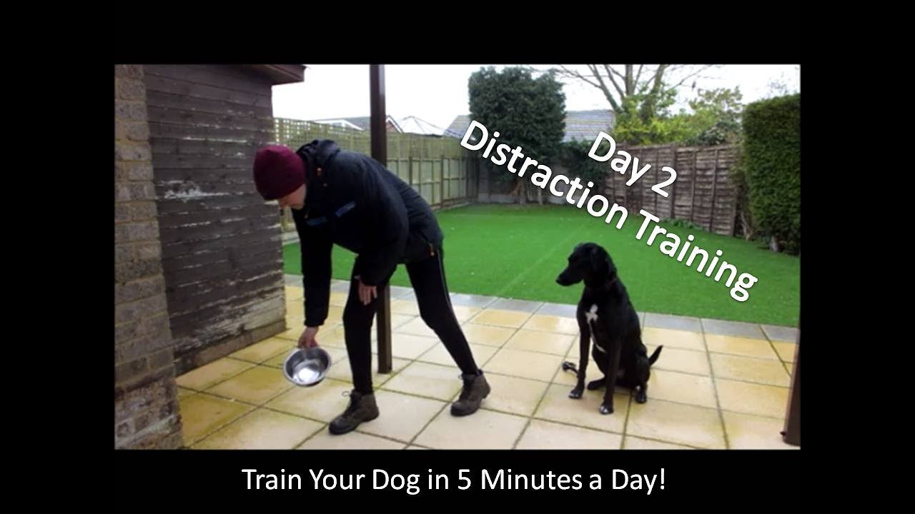 How Do You Train A Dog To Distract Easily