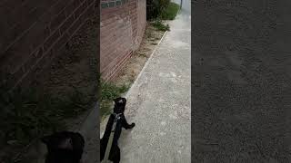 Taking Buster For An Early Walk With The Knotman