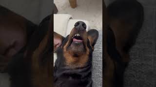 Carefree Dachshund Dog Enjoying a Cozy Nap on Its Back