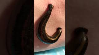 Лекарства из пиявок #shorts #biology #animals  #гирудотерапия #science