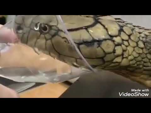 Must Watch have you ever seen Snakes drinking water