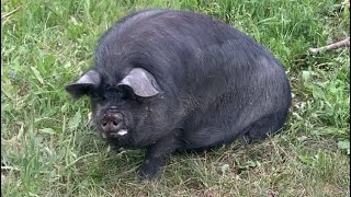 Arrival of our NEW PIG by Wild Country Ranch 65 views 10 months ago 1 minute, 9 seconds