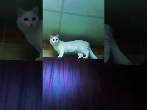 #yangyang #cats #catsofyoutube