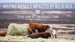 Helping Animals Impacted By Wildfires | Texas A&M Vet Emergency Team