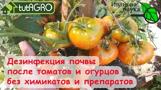 ОБЕЗЗАРАЖИВАНИЕ ПОЧВЫ В ОГОРОДЕ и ТЕПЛИЦЕ БЕЗ препаратов и химикатов. Очень простой метод для всех