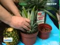 Выращиваем ананасы дома