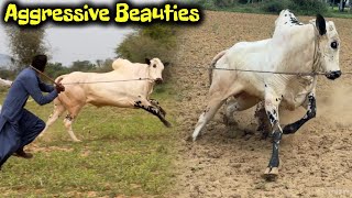 Aggressive Fatehjangi Bulls By Khalid Cattle Farm 2026 - Cow Mandi 2026 - Fatehjangi Collection 2026