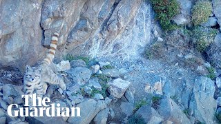 Footage of elusive Andean cat captured by conservationist: 'It's incredible'