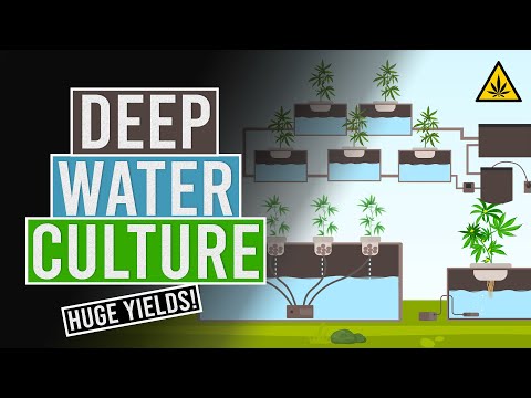 Video: Urob si sám hydroponická hlbinná vodná kultúra – prečítajte si o živinách hlbokej vody