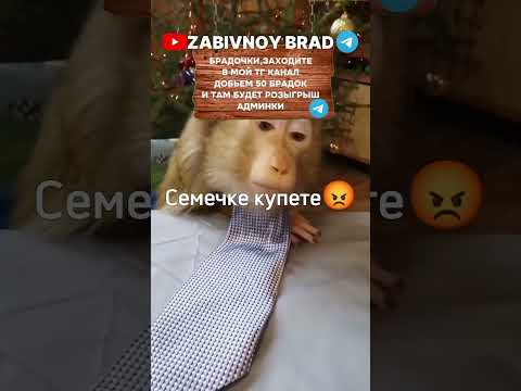 Семечки КупитеShorts Обезьяна Memes Monkey Rek Юмор Пон Бибизяны Прикол Манки Топ Путин