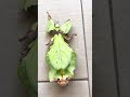 Biggest Leaf Insect 😢😱