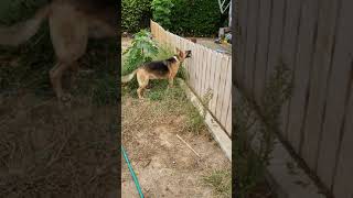 AKC VSWT - Intermediate #2