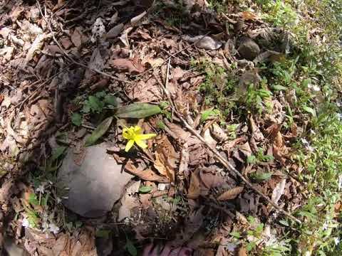 Barefoot Hiking | Peak Wildflowers | Great Smoky Mountains National Park