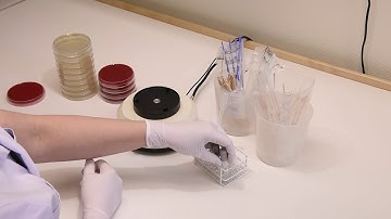 2  Inoculation - EUCAST disk diffusion (Romanian)