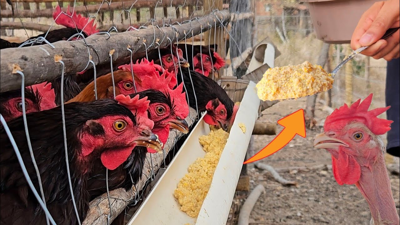 A Verdade Sobre Ração Fermentada Para Galinhas - Mitos e Verdades
