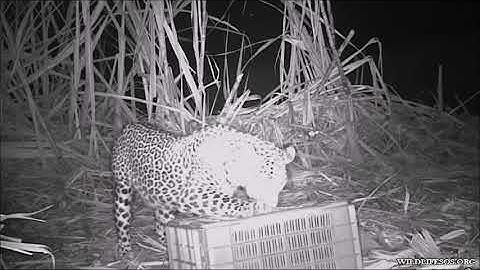 Three Leopard Cubs Reunited with Mother in Nashik