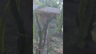 ड्रैगन फ्रूट फार्मिंग kisan agriculture ytshort