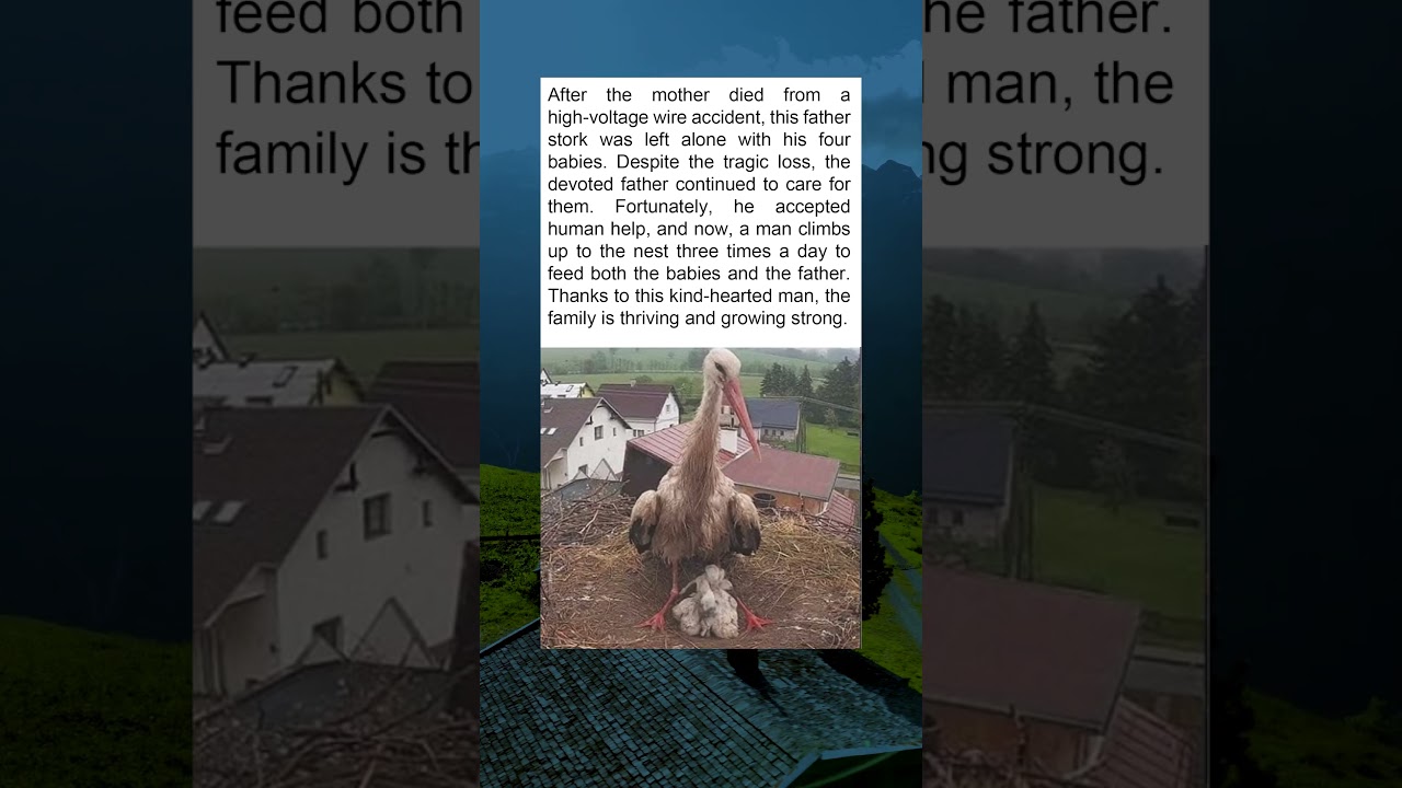 "How One Man’s Kindness Helped a Grieving Stork Family Thrive"