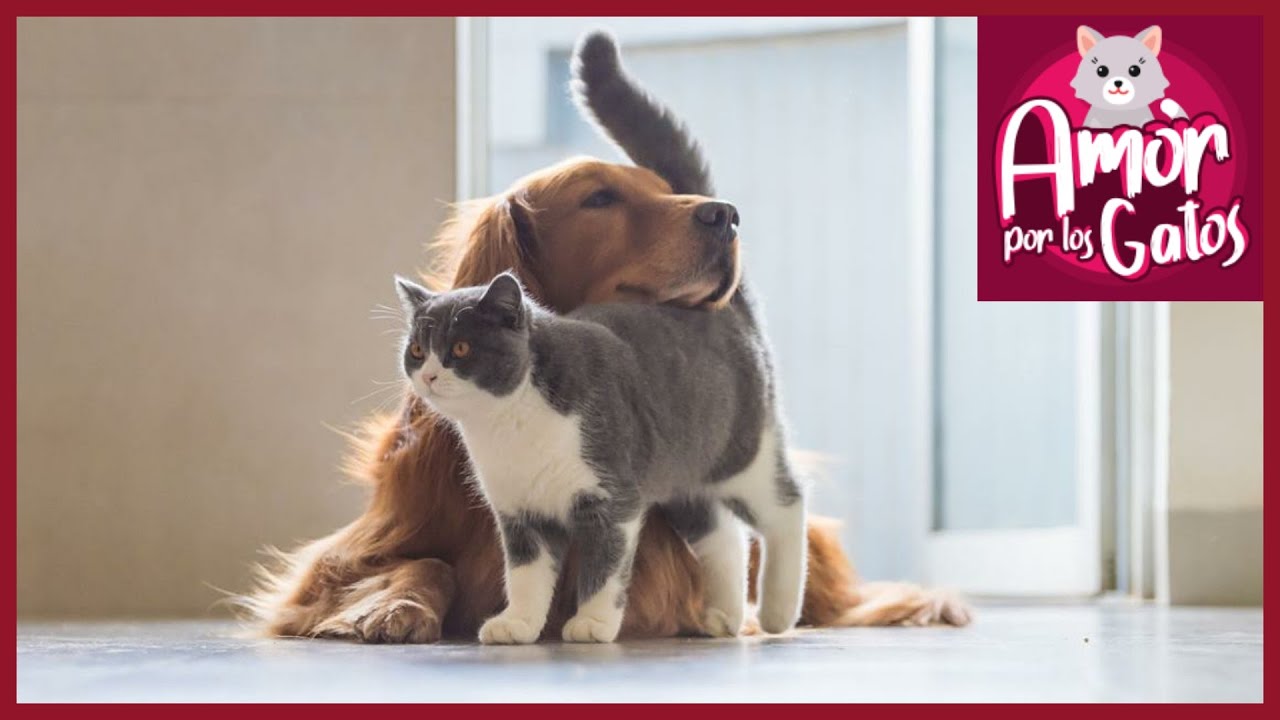 ¿Cómo hacer que mi Gato y mi Perro sean Amigos? 🐶😺 YouTube