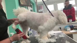 MATTED Cavalier King Charles x Bichon. SHAVE OFF. Cross Breed. Hairy Hounds. DOG GROOMING UK. by Hairy Hounds 1,267 views 2 years ago 22 minutes