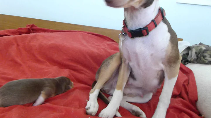 Singleton Rat Terrier puppy