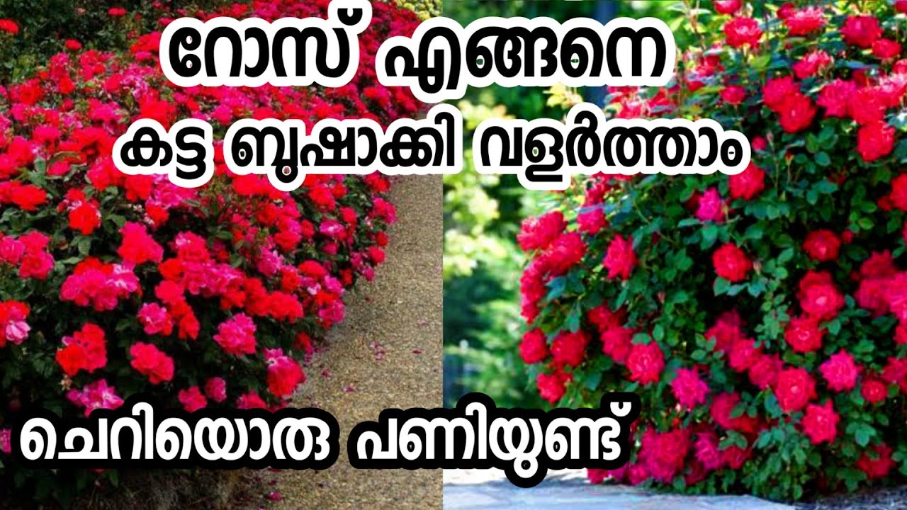 റോസിനെ എങ്ങനെ ബുഷാക്കി നിർത്താംrose care in malayalamrose