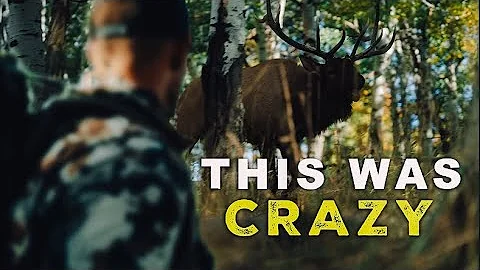 My Utah elk hunt was INSANE!